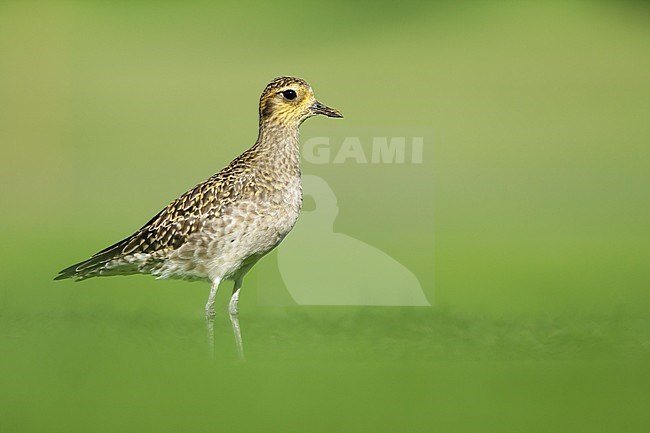 Adult Pacific Golden Plover (Pluvialis fulva) in nonbreeding plumage at Mauna Kea, Hawaii, USA in February 2018. stock-image by Agami/Brian E Small,
