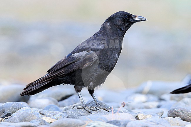 Northwestern Crow (Corvus caurinus) taken the 20/06/2022 at Seward - Alaska. stock-image by Agami/Nicolas Bastide,