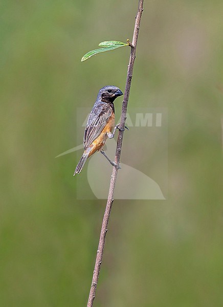 Dark-throated Seedeater, Sporophila ruficollis, male in Southern Cone grasslands stock-image by Agami/Andy & Gill Swash ,