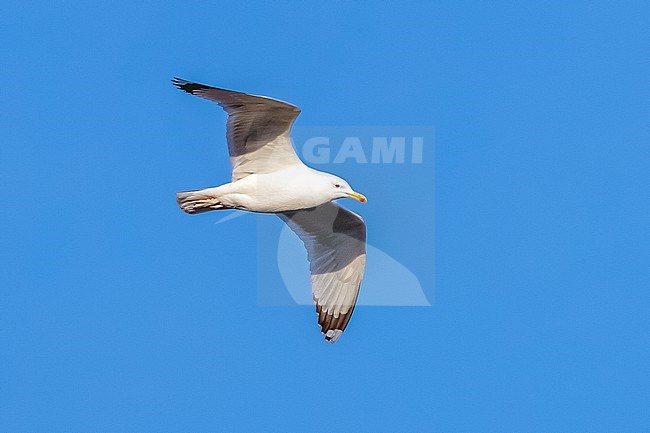 Adult Caspian Gull (Larus cachinnans) flying over la Meuse in Yvoir, Namur, Belgium. stock-image by Agami/Vincent Legrand,