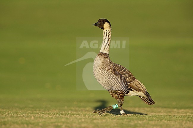 Adult Nene or Hawaiian Goose (Branta sandvicensis)
Mauna Kea, Hawai. 
Endemic to the Hawaiian Islands. stock-image by Agami/Brian E Small,