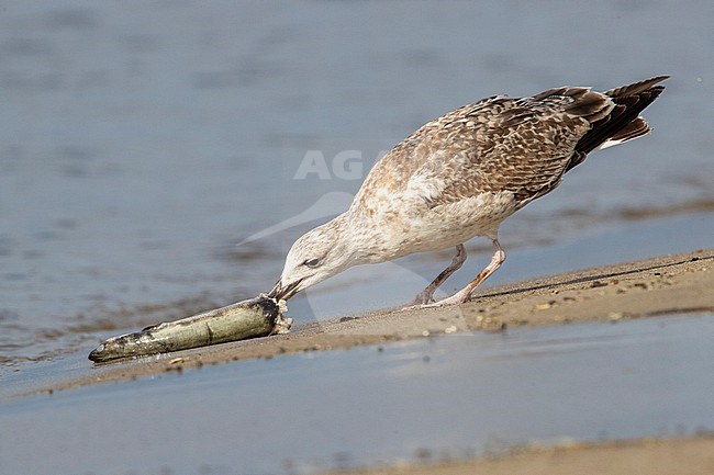 Yellow-legged Gull (Larus michahellis), juvenile eating a dead eel, Campania, Italy stock-image by Agami/Saverio Gatto,