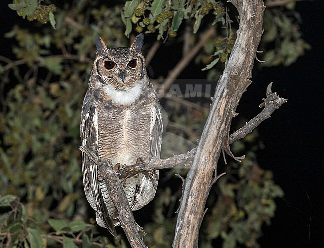 Greyish Eagle-Owl (Bubo cinerascens) in Ghana. stock-image by Agami/Pete Morris,