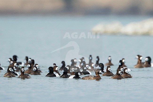 Greater Scaup - Bergente - Aythya marila ssp. marila, Austria stock-image by Agami/Ralph Martin,