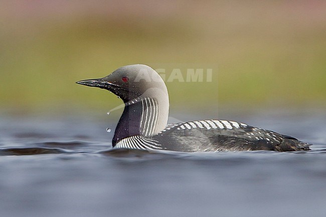 Pacific Loon (Gavia pacifica) in a pond in Churchill, Manitoba, Canada. stock-image by Agami/Glenn Bartley,