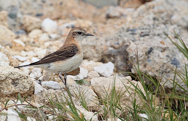 Western Black-eared Wheatear, Oenanthe hispanica (female), Bolonia, Andalucia, Spain stock-image by Agami/Helge Sorensen,