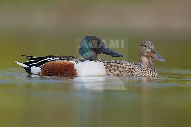 Northern Shoveler (Anas clypeata), a couple swimming in the water, Campania, Italy stock-image by Agami/Saverio Gatto,