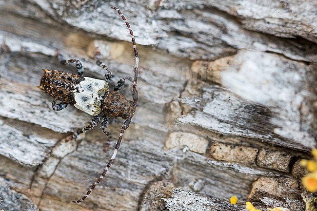 Pogonocherus hispidulus - Greater thorn-tipped longhorn beetle - Doppeldorniger Wimperbock, Germany (Baden-Württemberg), imago stock-image by Agami/Ralph Martin,