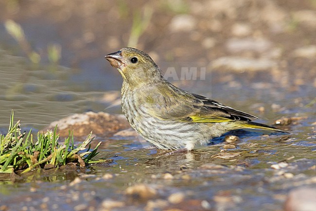 European Greenfinch (Carduelis chloris), side view of a juvenile drinking in a pool, Abruzzo, Italy stock-image by Agami/Saverio Gatto,