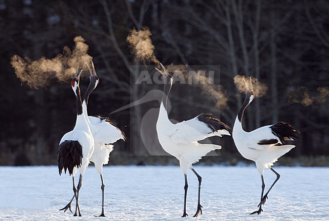 Japanese Crane Hokkaido Japan February 2008 stock-image by Agami/Jari Peltomäki,