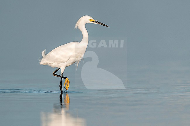 Snowy Egret (Egretta thula) hunting in natural swamp in Florida USA. stock-image by Agami/Marcel Burkhardt,