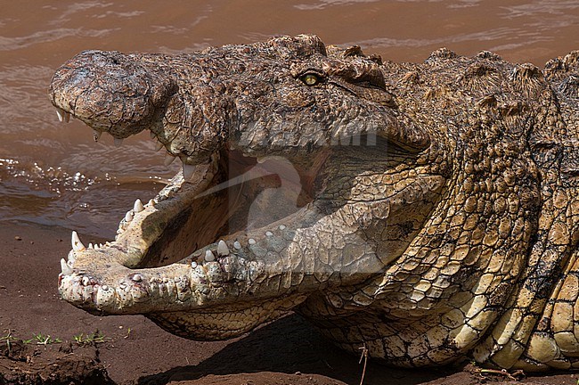 Close up of a Nile crocodile, Crocodilus niloticus, with its mouth open to help it cool down. Mara River, Masai Mara National Reserve, Kenya. stock-image by Agami/Sergio Pitamitz,