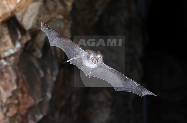 Lesser horseshoe bat (Rhinolophus hipposideros) taken the 05/10/2022 - Var - France stock-image by Agami/Aurélien Audevard,