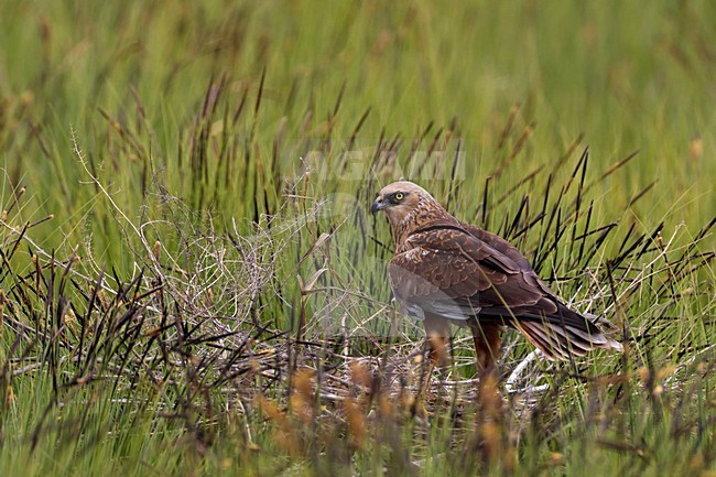 Mannetje Bruine Kiekendief op het nest; Male Marsh Harrier on the nest stock-image by Agami/Daniele Occhiato,