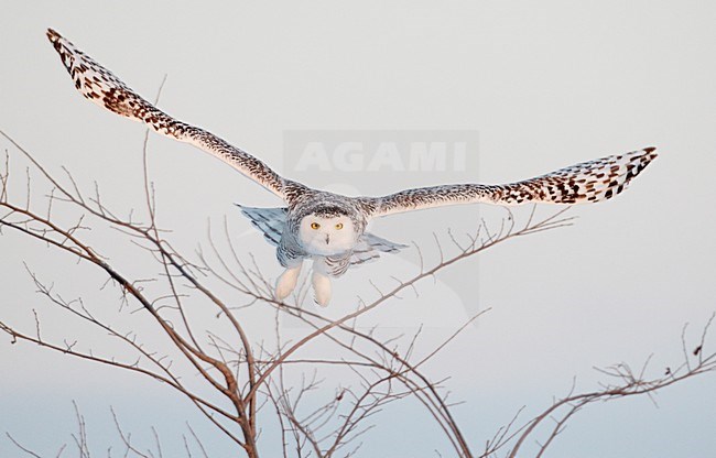 Eerste winter Sneeuwuil in de vlucht; First winter Snowy owl in flight stock-image by Agami/Markus Varesvuo,