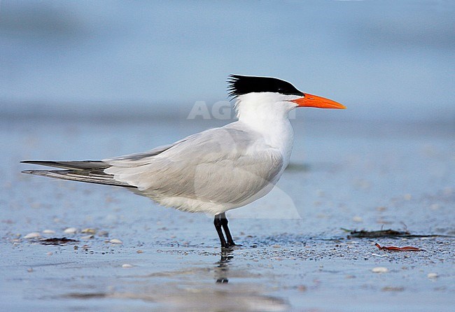 Adult American Royal Tern (Thalasseus maximus maximus) in breeding plumage standing on the beach of Pinellas Co., Florida, USA. Seen from the side. stock-image by Agami/Brian E Small,