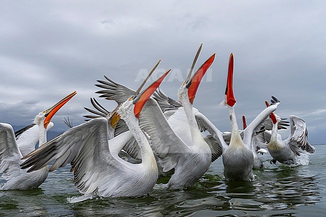 Dalmatian Pelican (Pelecanus crispus) feeding on fish on lake Kerkini in Greece. stock-image by Agami/Marcel Burkhardt,