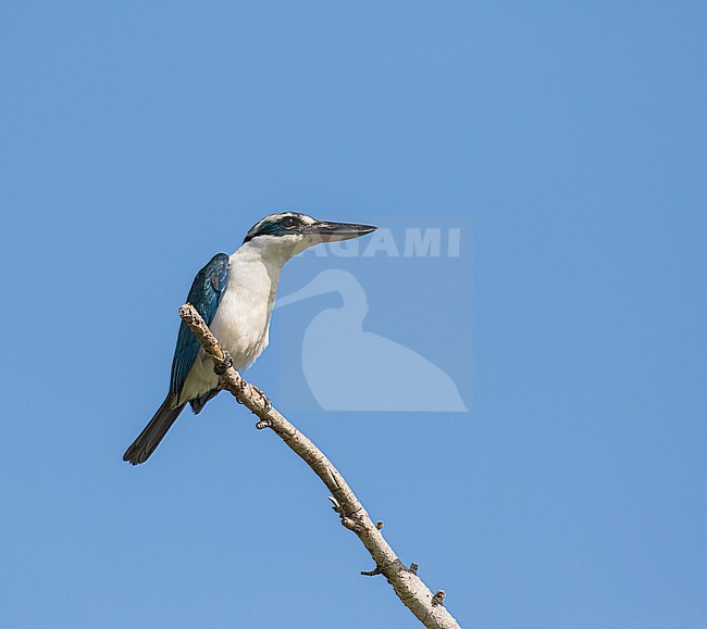 Endemic Mariana Kingfisher (Todiramphus albicilla orii) in the Northern Marianas islands. Endemic subspecies of Rota island. stock-image by Agami/Pete Morris,