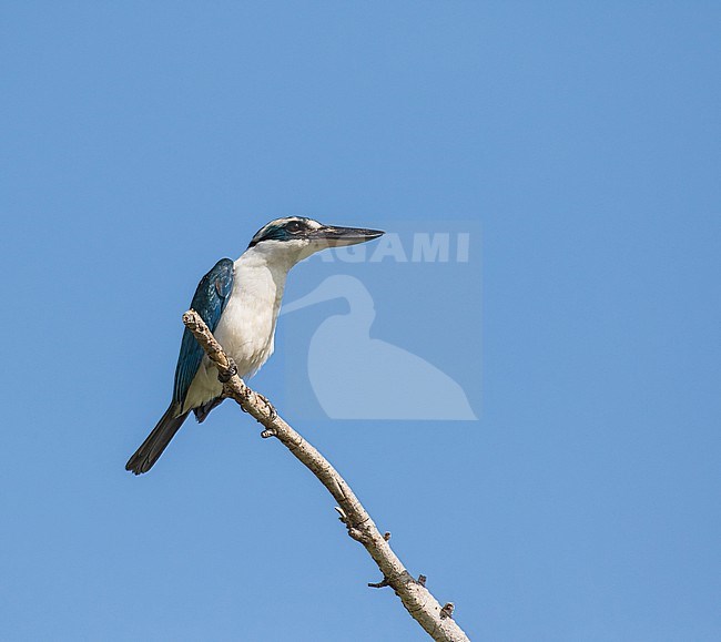 Endemic Mariana Kingfisher (Todiramphus albicilla orii) in the Northern Marianas islands. Endemic subspecies of Rota island. stock-image by Agami/Pete Morris,