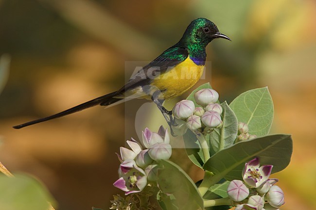 Nijlhoningzuiger zittend op bloem; Nile Valley Sunbird perched on flowers stock-image by Agami/Daniele Occhiato,