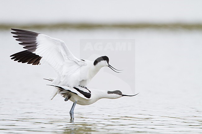 Kluten parend; Pied Avocets mating stock-image by Agami/Menno van Duijn,
