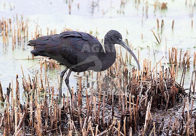 Winter plumaged Glossy Ibis (Plegadis falcinellus) in England. Wintering individual. stock-image by Agami/Pete Morris,