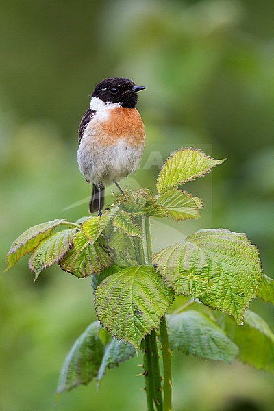 European Stonechat - Schwarzkehlchen - Saxicola torqatus ssp. rubicola, Germany, adult male stock-image by Agami/Ralph Martin,