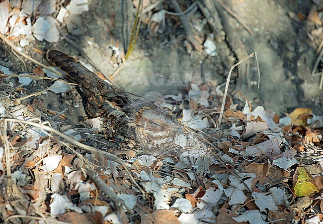 Red-necked Nightjar, Caprimulgus ruficollis, roosting on leaf litter during autumn in Spain. stock-image by Agami/Dick Forsman,