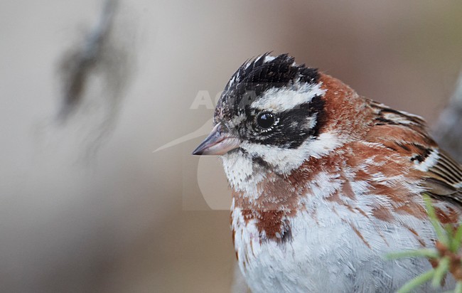 Volwassen mannetje Bosgors in zomerkleed; Adult summer male Rustic Bunting stock-image by Agami/Markus Varesvuo,