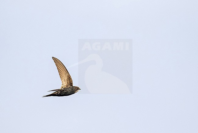 White-rumped Swift (Apus caffer) in South Africa. stock-image by Agami/Pete Morris,