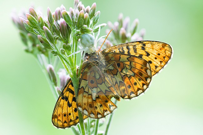 Krabspin met Zilveren maan als prooi, Crab spider preying on a Small pearl-bordered Fritillary stock-image by Agami/Rob de Jong,