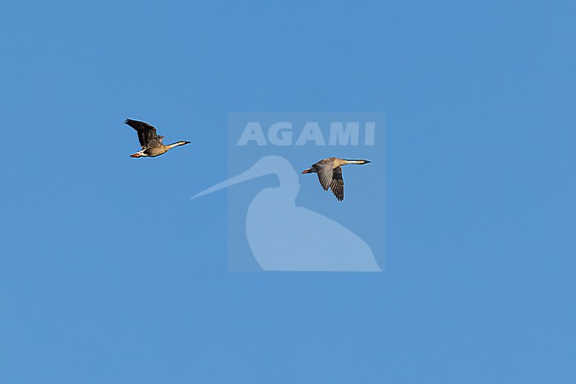 two Swan Goose (Anser cygnoides), found in Choibalsan in Dornod Aimag in Mongolia stock-image by Agami/Mathias Putze,