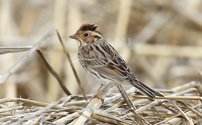 Female Little Bunting (Emberiza pusilla) perched in northern Spain. stock-image by Agami/Dani Lopez-Velasco,