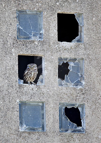 Little Owl (Athene noctua vidalli) perched in a broken window stock-image by Agami/Andy & Gill Swash ,