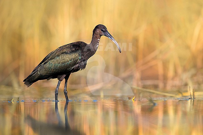 Glossy Ibis, Plegadis falcinellus, in Italy. stock-image by Agami/Daniele Occhiato,