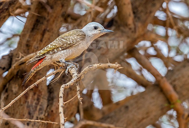 Female African Grey Woodpecker perched on a tree around 20km north-east of Ouadane, Adar, Mauritania, inside WP. April 07, 2018. stock-image by Agami/Vincent Legrand,