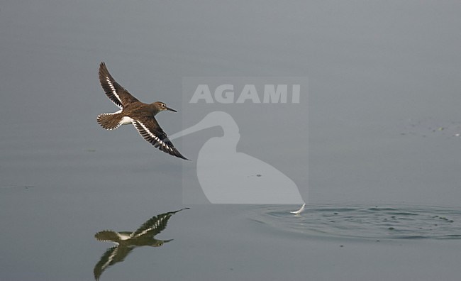Oeverloper in de vlucht; Common Sandpiper in flight stock-image by Agami/Markus Varesvuo,