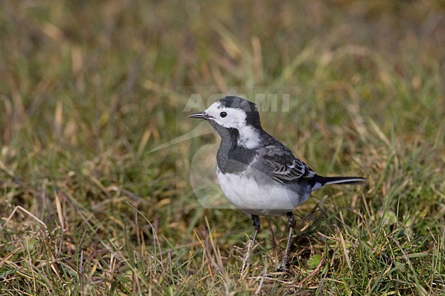 Ruiende man Rouwkwikstaart; Moulting male Pied Wagtail stock-image by Agami/Arie Ouwerkerk,