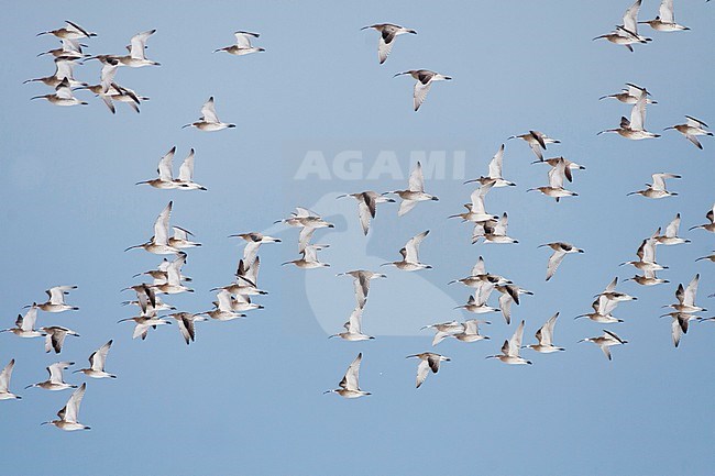 Eurasian Curlew - Großer Brachvogel - Numenius arquatus ssp. arquatus, Austria stock-image by Agami/Ralph Martin,