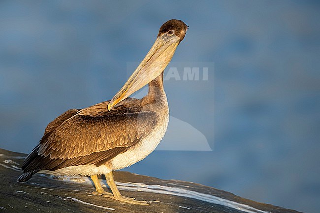 Juvenile
San Diego Co., CA
January 2020 stock-image by Agami/Brian E Small,