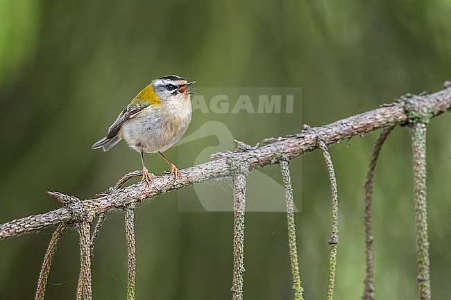 Adult male Common Firecrest (Regulus ignicapilla ignicapilla) perched on a pine tree in Watermael-Boitsfort, Brussels, Berbant, Belgium. stock-image by Agami/Vincent Legrand,