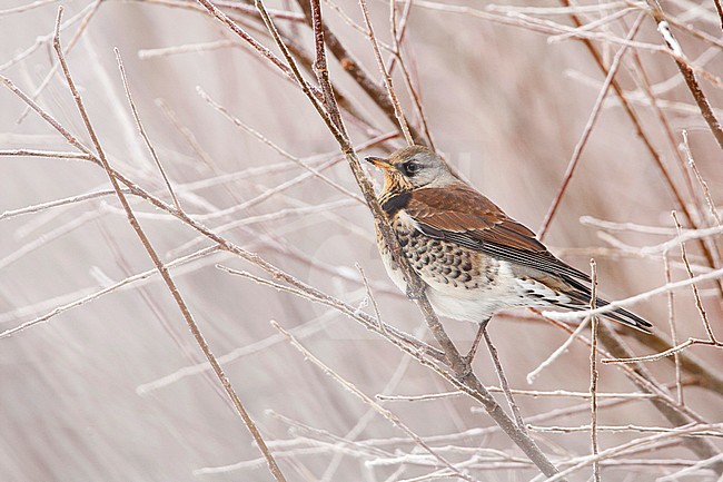 Kramvogel in kale struik, Fieldfare in scrub stock-image by Agami/Wil Leurs,
