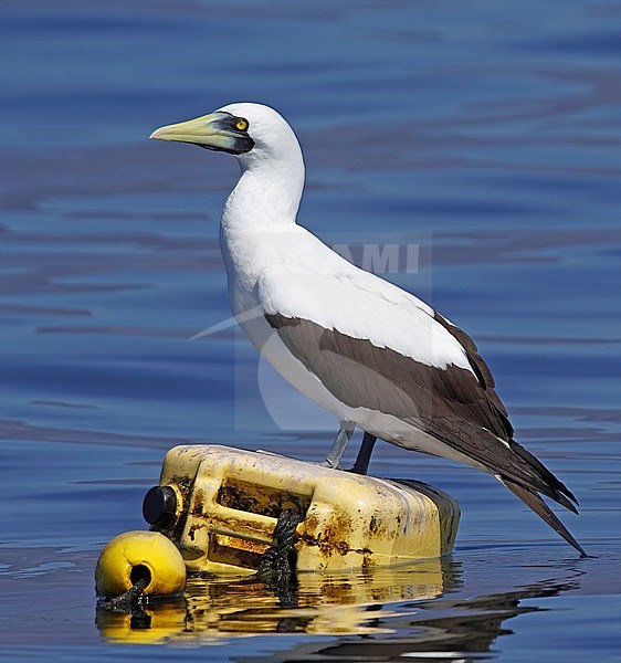Adult Masked Booby, Sula dactylatra, wintering  in Oman. Perched on a buoy. stock-image by Agami/Nils van Duivendijk,