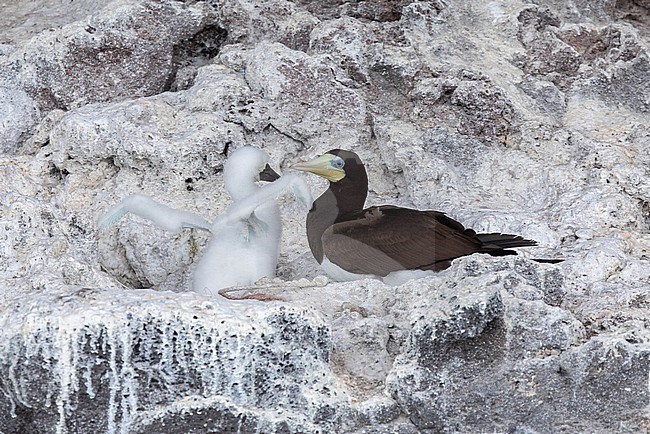 Adult and chick Brown boobies (Sula leucogaster), sitting on their nest on a cliff, with a pale background, in Raso island, Cape Verde. stock-image by Agami/Sylvain Reyt,