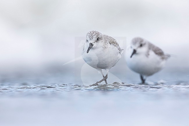 Wintering Sanderling, Calidris alba, in Italy. stock-image by Agami/Daniele Occhiato,