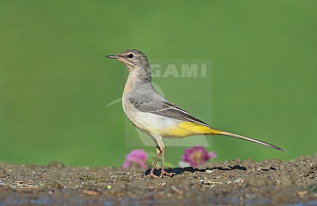 Grey Wagtail, Grote Gele Kwikstaarta stock-image by Agami/Alain Ghignone,