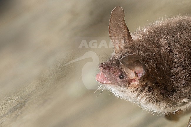 Bechstein's bat is sitting on al wall stock-image by Agami/Theo Douma,