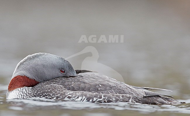 Red-throated Diver (Gavia stellata) Iceland June 2019 stock-image by Agami/Markus Varesvuo,