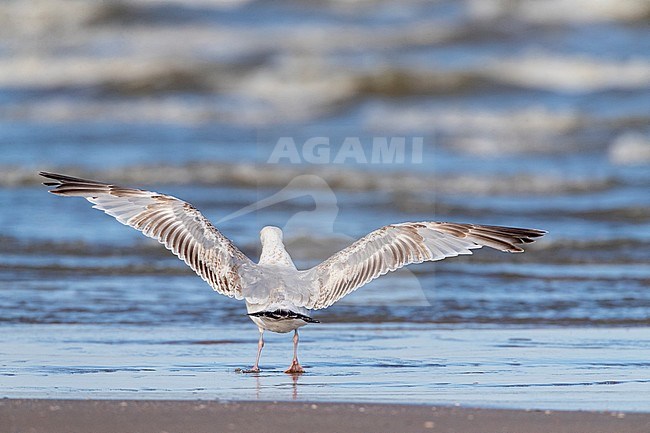 Second summer European Herring Gull (Larus argentatus) at the beach of Katwijk in the Netherlands, during early summer. Standing on the beach with its wings spread out. stock-image by Agami/Marc Guyt,