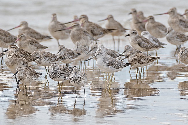 Nordmann's Greenshank (Tringa guttifer) with Great Knots (Calidris tenuirostris) at Laem Pak Bia, Thailand. stock-image by Agami/Pete Morris,